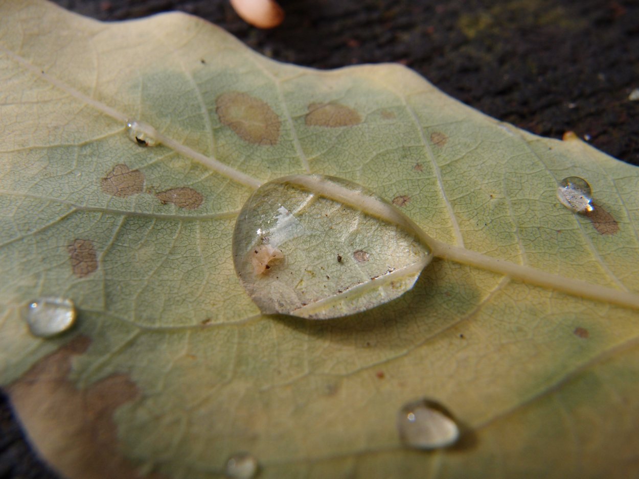 2019-09-18 Tropfen auf Blatt